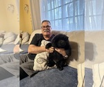 Small #4 Chow Chow