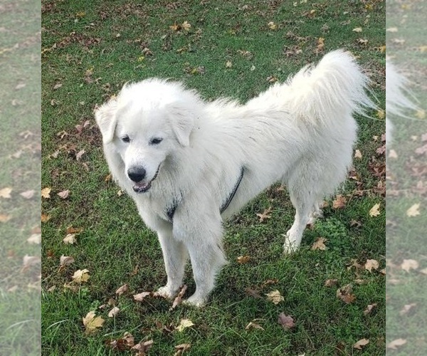 Medium Photo #1 Great Pyrenees Puppy For Sale in DOWELLTOWN, TN, USA