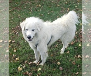 Great Pyrenees Puppy for sale in DOWELLTOWN, TN, USA