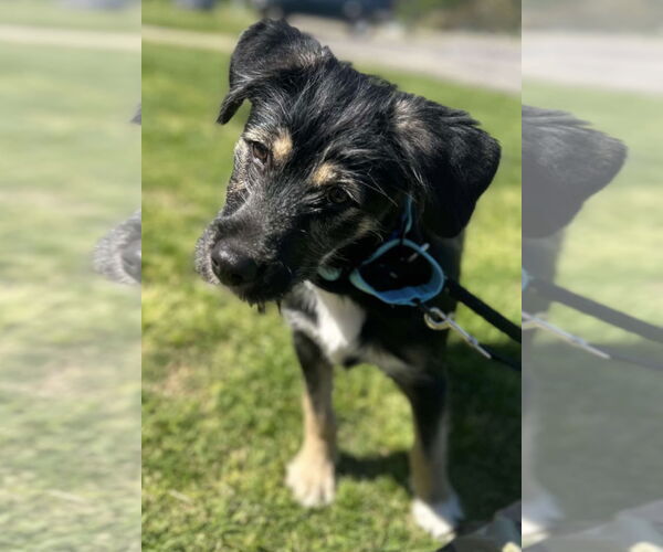Medium Photo #3 Australian Shepherd-Unknown Mix Puppy For Sale in Columbus, IN, USA