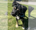 Small #2 Australian Shepherd Mix