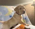 Small #3 Labrador Retriever