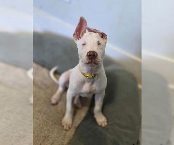 Medium Photo #5 American Pit Bull Terrier-Unknown Mix Puppy For Sale in Raleigh, NC, USA