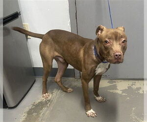 American Pit Bull Terrier Dogs for adoption in Tallahassee, FL, USA