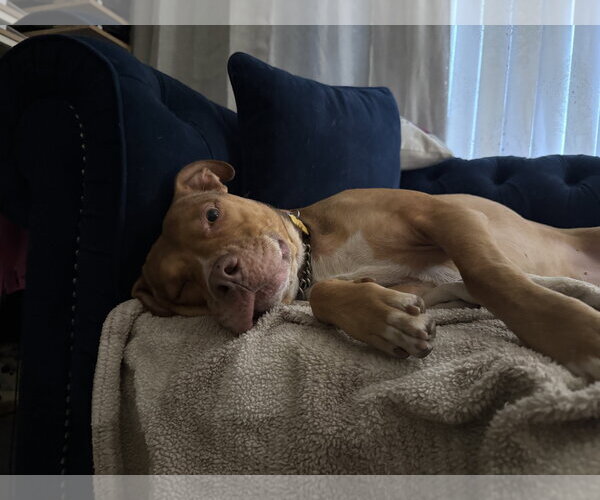 Medium Photo #8 Boxer-Staffordshire Bull Terrier Mix Puppy For Sale in Chandler, AZ, USA