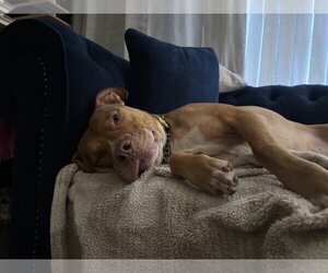 ROCKO - Male Boxer-Staffordshire Bull Terrier Mix Dog for Adoption - Photo #8