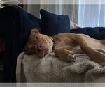 Small #7 Boxer-Staffordshire Bull Terrier Mix