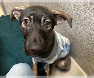 German Shepherd Dog-Plott Hound Mix Dogs for adoption in Santa Rosa, CA, USA