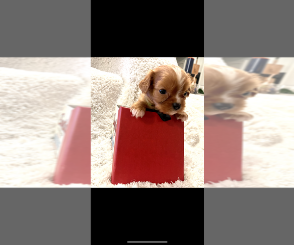 Medium Photo #4 Cavalier King Charles Spaniel Puppy For Sale in FRISCO, TX, USA