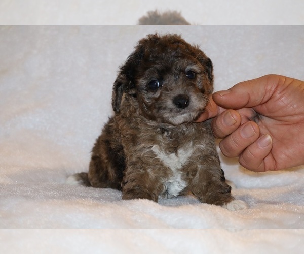 Medium Photo #16 Poodle (Toy) Puppy For Sale in DYERSBURG, TN, USA