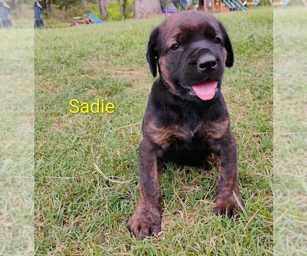 Medium Photo #7 Doberman Pinscher-Mastiff Mix Puppy For Sale in BRANTLEY, AL, USA
