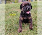 Small #6 Doberman Pinscher-Mastiff Mix