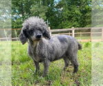Small #3 Poodle (Toy)