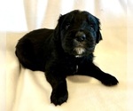 Small #5 Golden Mountain Dog
