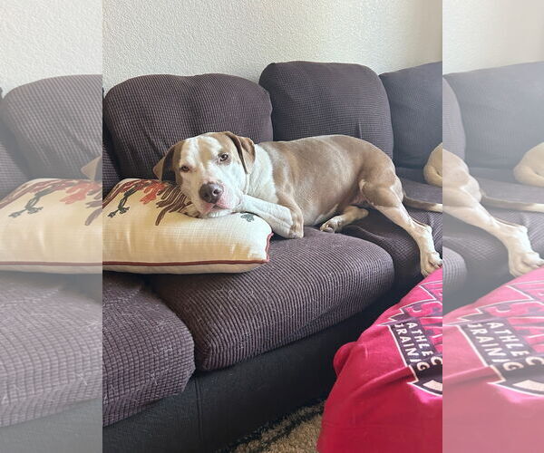 Medium Photo #9 American Pit Bull Terrier-Unknown Mix Puppy For Sale in phoenix, AZ, USA