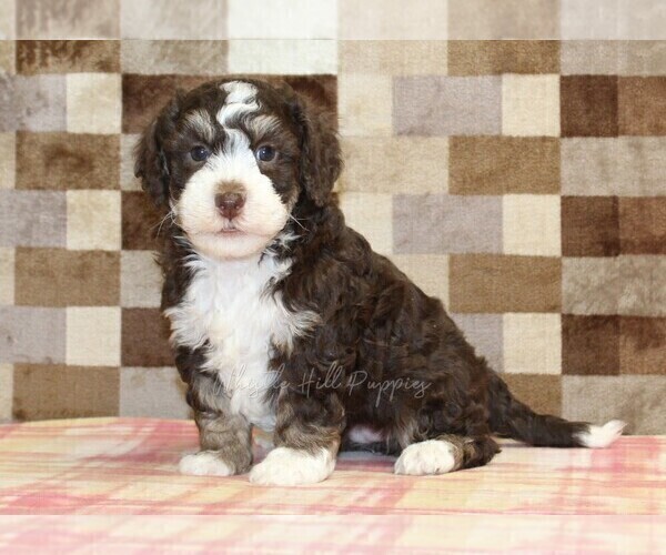Medium Photo #8 Bernedoodle (Miniature) Puppy For Sale in DENVER, PA, USA