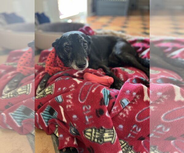 Medium Photo #4 Mutt Puppy For Sale in Royal Palm Beach, FL, USA