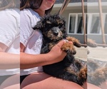 Small Photo #18 Bernedoodle (Miniature) Puppy For Sale in SACRAMENTO, CA, USA