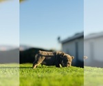 Small #3 French Bulldog