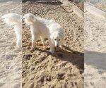 Small Photo #2 Great Pyrenees-Maremma Sheepdog Mix Puppy For Sale in PEYTON, CO, USA