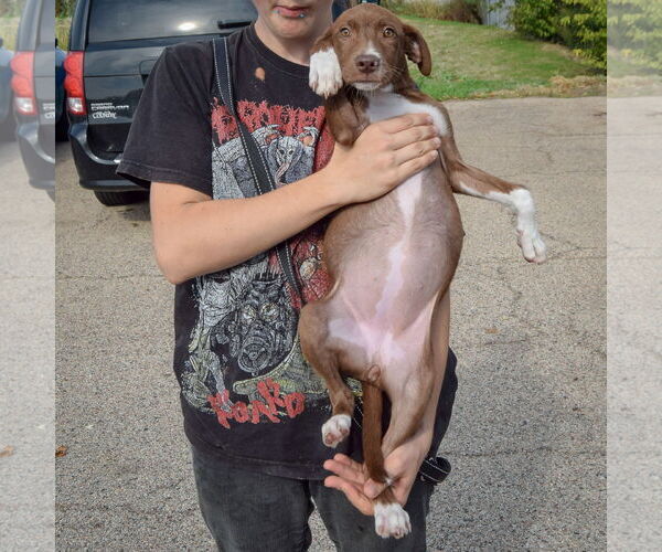 Medium Photo #4 Borador Puppy For Sale in Huntley, IL, USA