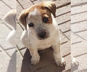 Australian Cattle Dog Puppy for sale in BRIGGSDALE, CO, USA