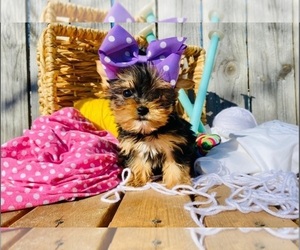 Yorkshire Terrier Puppy for sale in INDIANAPOLIS, IN, USA