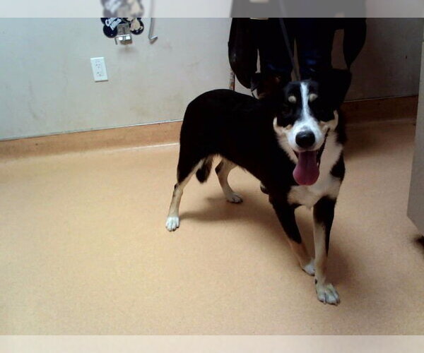 Medium Photo #1 Collie-Unknown Mix Puppy For Sale in Martinez, CA, USA