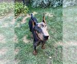 Small Doberman Pinscher Mix