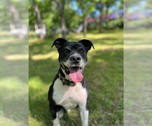 Bulldog-Unknown Mix Dogs for adoption in Richmond, VA, USA