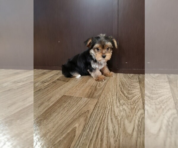 Medium Photo #11 Yorkshire Terrier Puppy For Sale in LAPEER, MI, USA