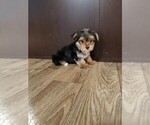Small #10 Yorkshire Terrier