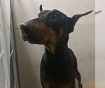 Small Doberman Pinscher