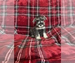 Small #2 Schnauzer (Miniature)