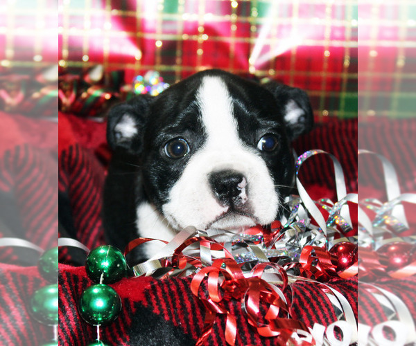 Medium Photo #2 Faux Frenchbo Bulldog Puppy For Sale in BROOKSVILLE, FL, USA