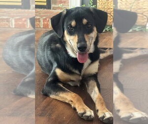 Sibbies : Kenny - Male German Shepherd Dog-Plott Hound Mix Dog for Adoption - Photo #2