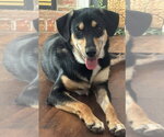 Small Photo #2 German Shepherd Dog-Plott Hound Mix Puppy For Sale in Aurora, IN, USA