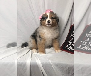 Australian Shepherd Puppy for sale in INDIANAPOLIS, IN, USA