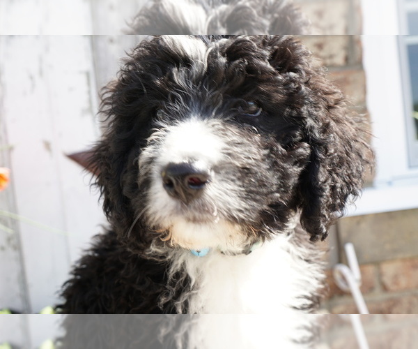Medium Photo #8 Bernedoodle Puppy For Sale in DUNDEE, OH, USA
