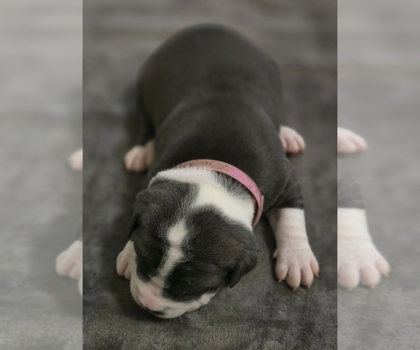 Medium Photo #17 American Bully Puppy For Sale in KISSIMMEE, FL, USA