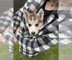 Small #1 Pomsky