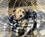 Small Photo #7 Havachon Puppy For Sale in NIANGUA, MO, USA