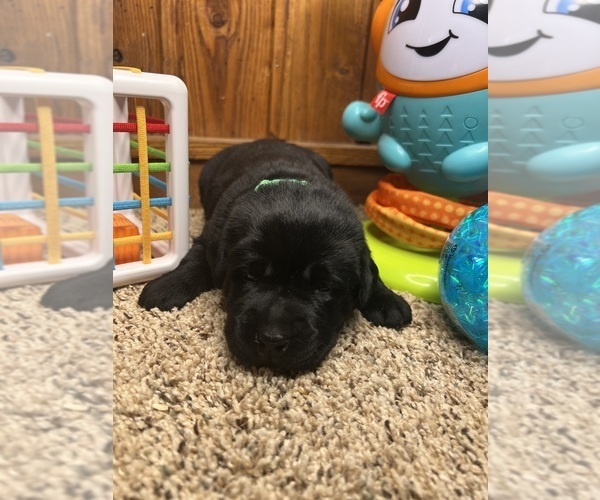 Medium Photo #11 Labrador Retriever Puppy For Sale in NEOLA, WV, USA
