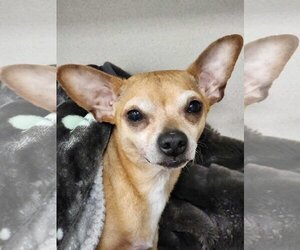 Chihuahua-Unknown Mix Dogs for adoption in Aurora, CO, USA