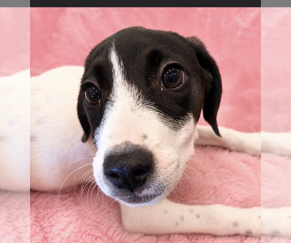 Medium Photo #2 Pointer Puppy For Sale in Southbury, CT, USA