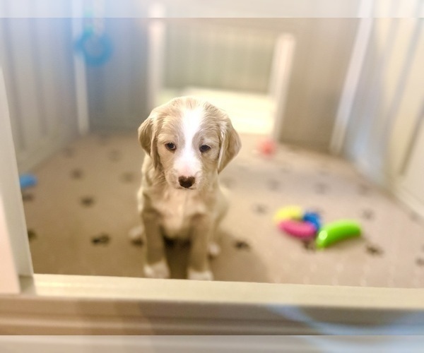 Medium Photo #2 Goldendoodle (Miniature) Puppy For Sale in CAPE CORAL, FL, USA