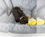 Small #6 Shih Tzu