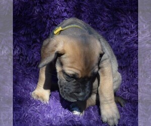 Great Dane Puppy for sale in ALVARADO, TX, USA