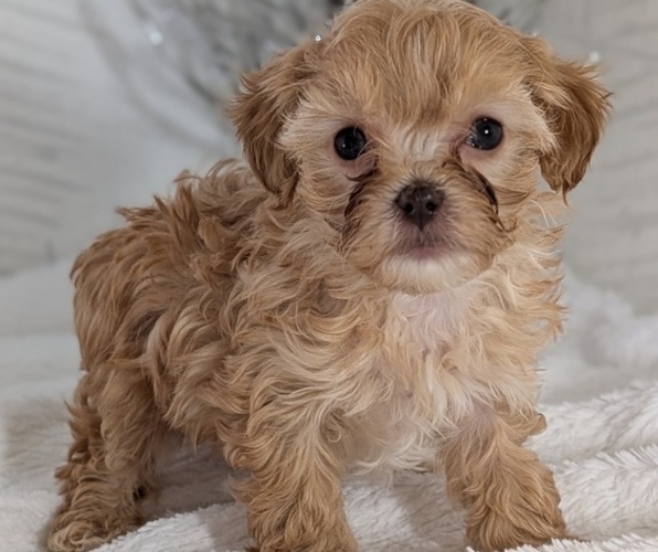 Medium Photo #4 Cavapoo (Miniature) Puppy For Sale in GOSHEN, IN, USA