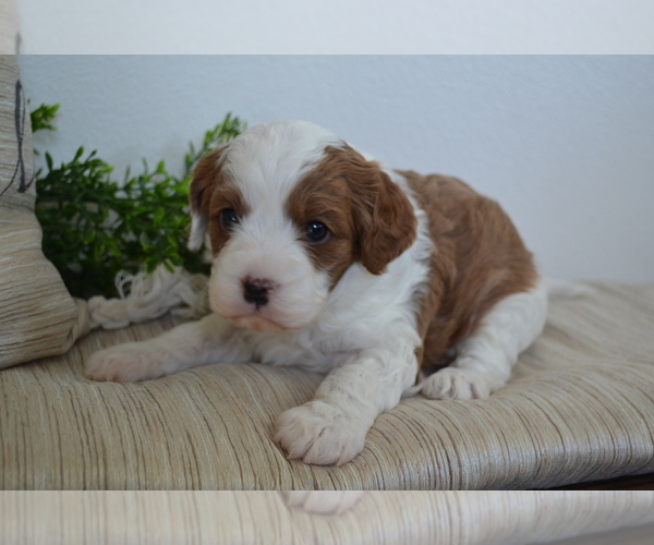 Medium Photo #4 Cavapoo (Toy) Puppy For Sale in GREENWOOD, WI, USA